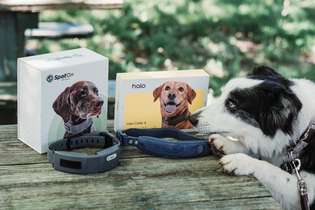 Dog with SpotOn and Halo collars
